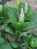 Phytolacca acinosa. Верхушка цветущего растения. Республика Татарстан, Зеленодольский р-н, пос. Раифа. 19.06.2015.