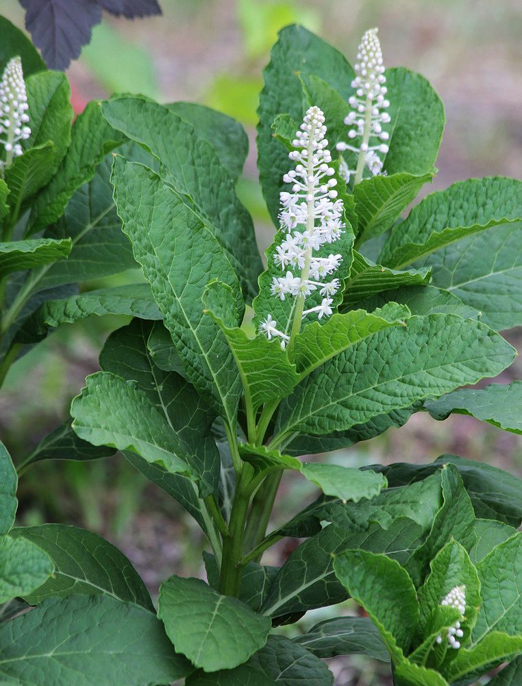 Image of Phytolacca acinosa specimen.