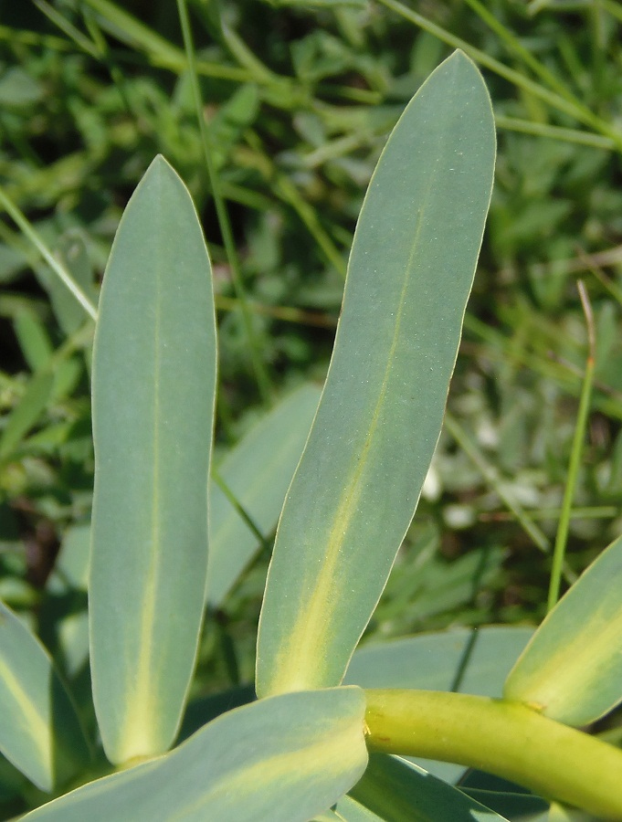 Image of Euphorbia stepposa specimen.