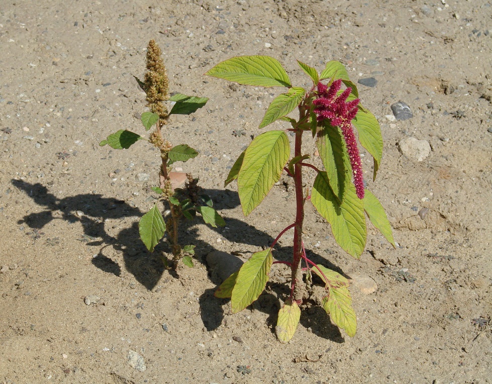 Изображение особи Amaranthus caudatus.