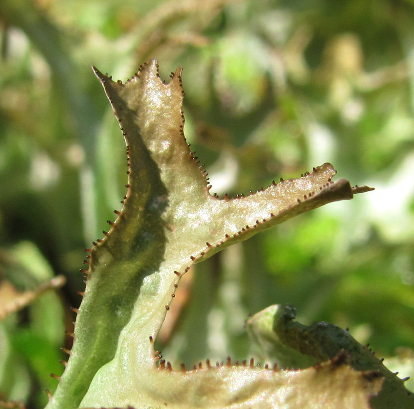Image of Cetraria islandica specimen.