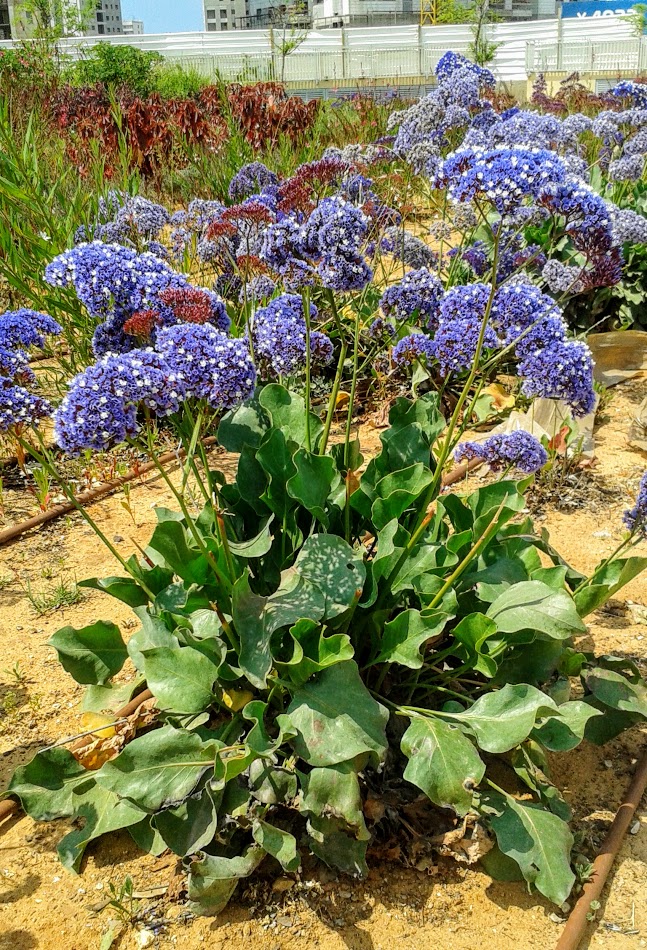 Изображение особи Limonium perezii.