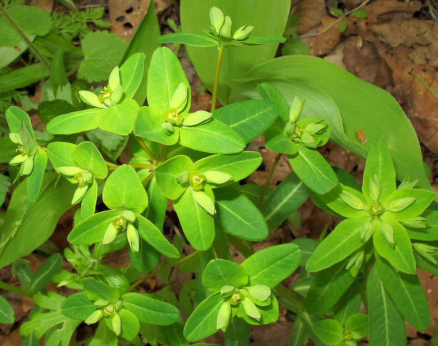 Изображение особи Euphorbia lucorum.
