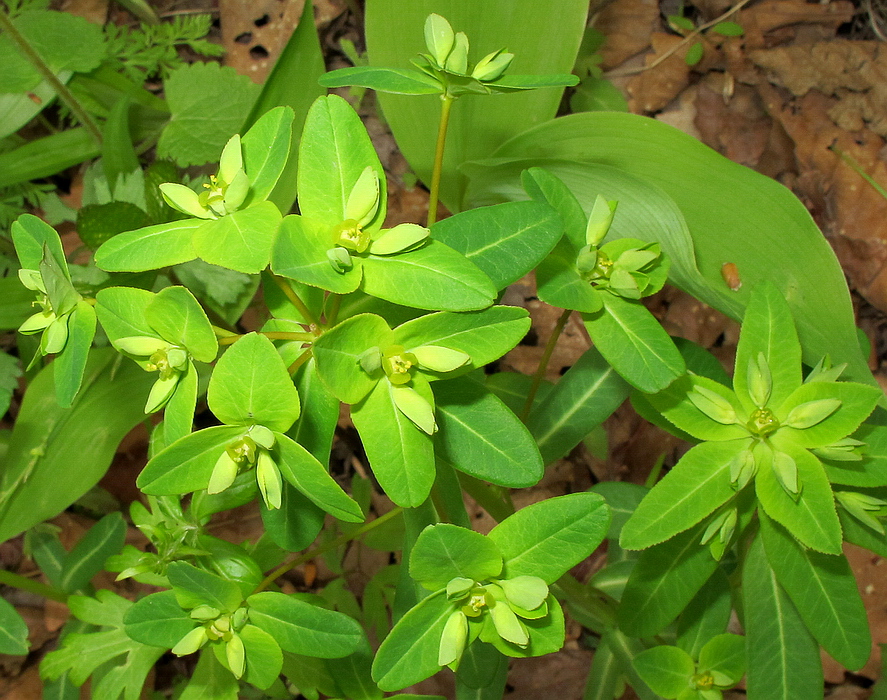 Image of Euphorbia lucorum specimen.