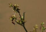 Juncus turczaninowii