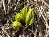 Botrychium lanceolatum