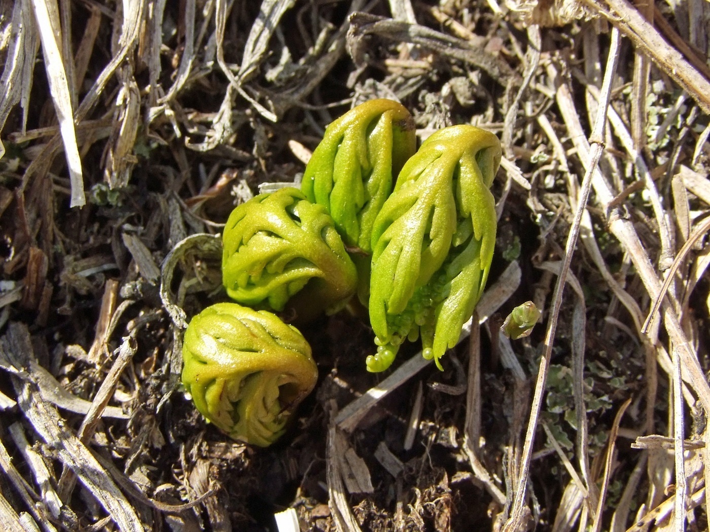 Изображение особи Botrychium lanceolatum.