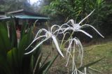 genus Hymenocallis