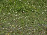 Luronium natans. Плавающие листья и цветки на поверхности воды. Нидерланды, провинция Drenthe, река Oostervoortsche Diep между деревнями Norg и Donderen. 21 июня 2009 г.