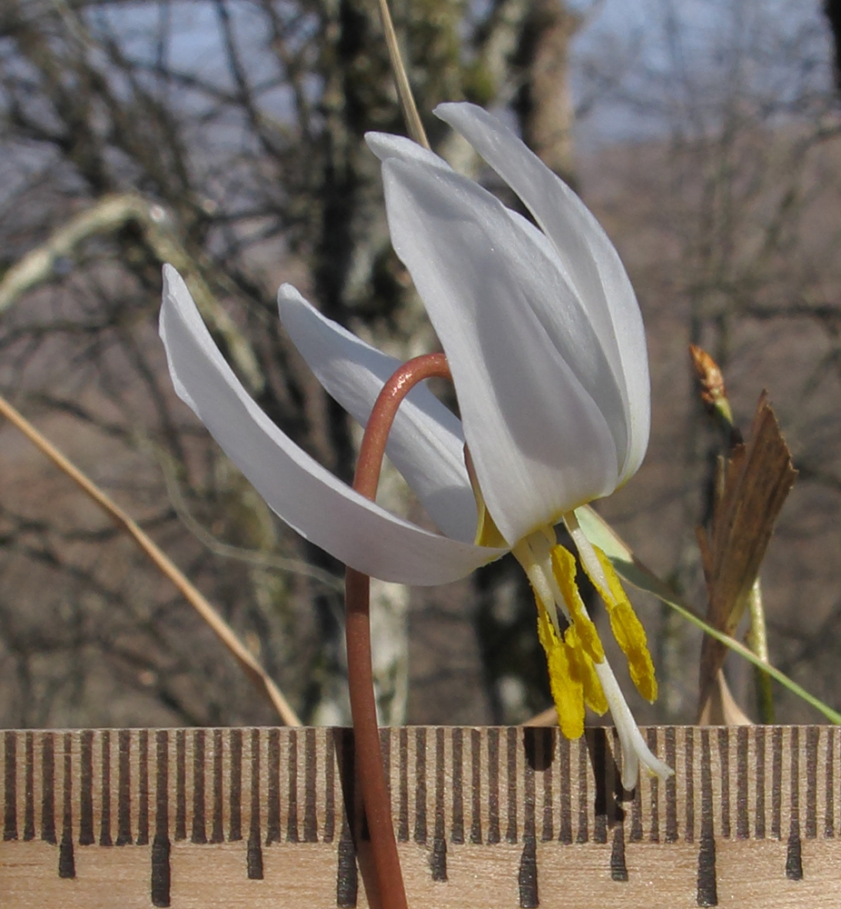 Image of Erythronium caucasicum specimen.