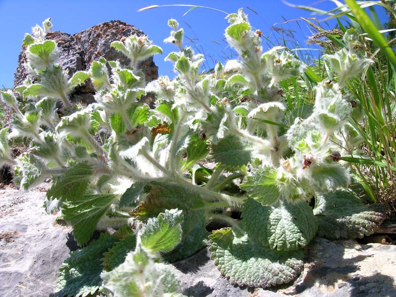 Image of Paraeremostachys karatavica specimen.