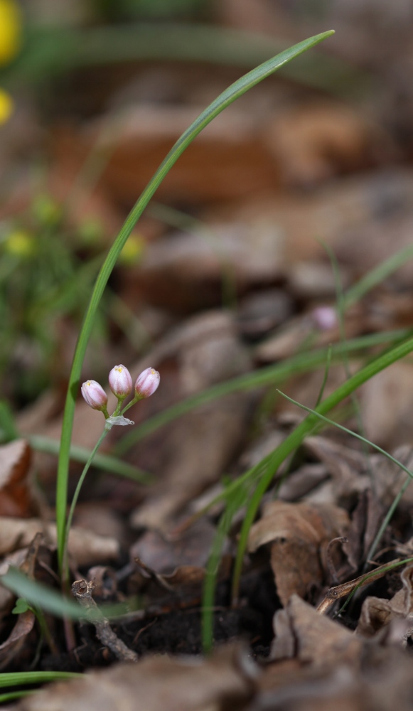 Image of Allium monanthum specimen.