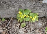 Scrophularia chrysantha. Цветущее растение. Армения, Котайская обл., г. Цахкадзор, территория монастыря Кечарис. 29.04.2017.