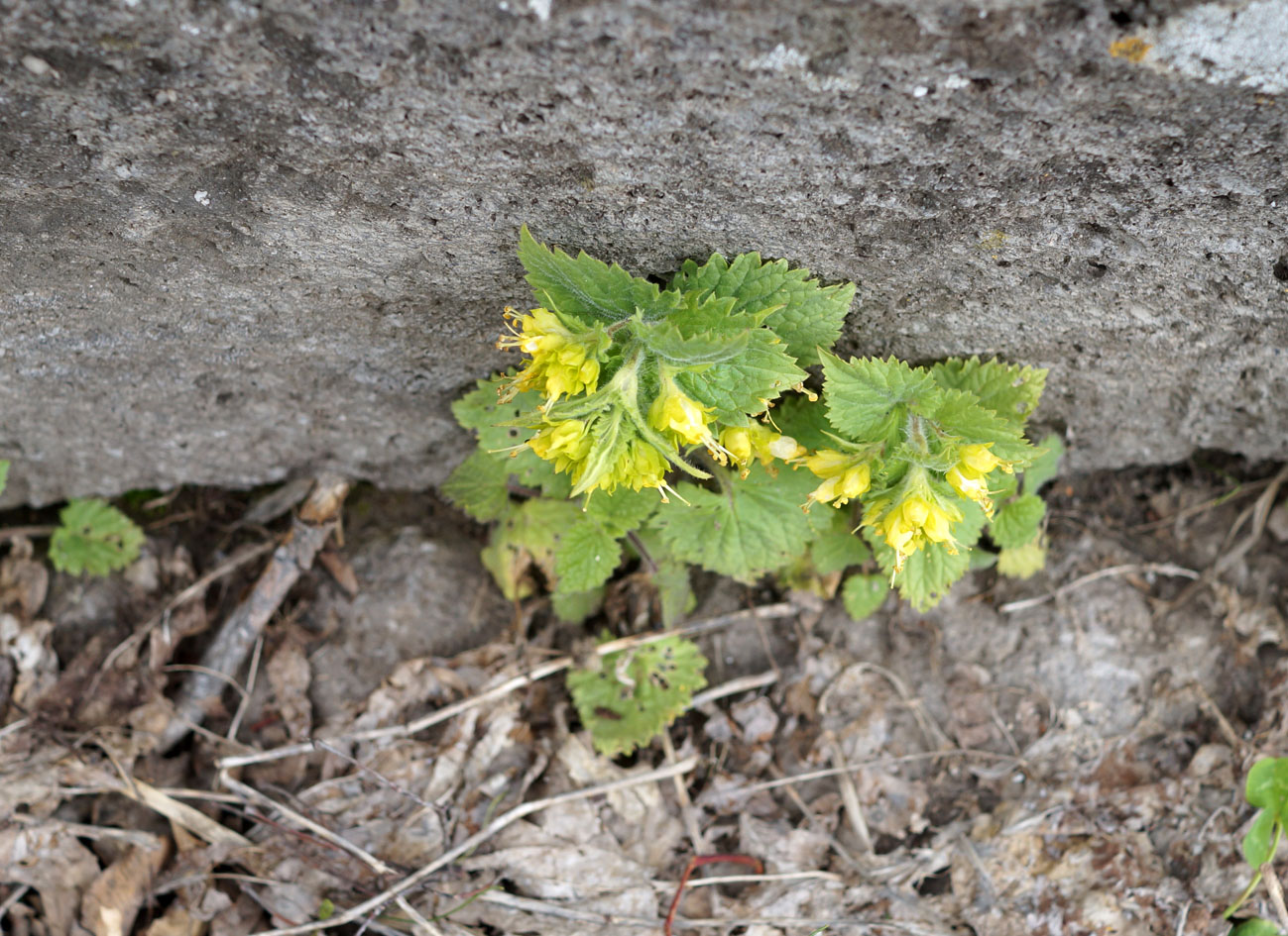 Изображение особи Scrophularia chrysantha.