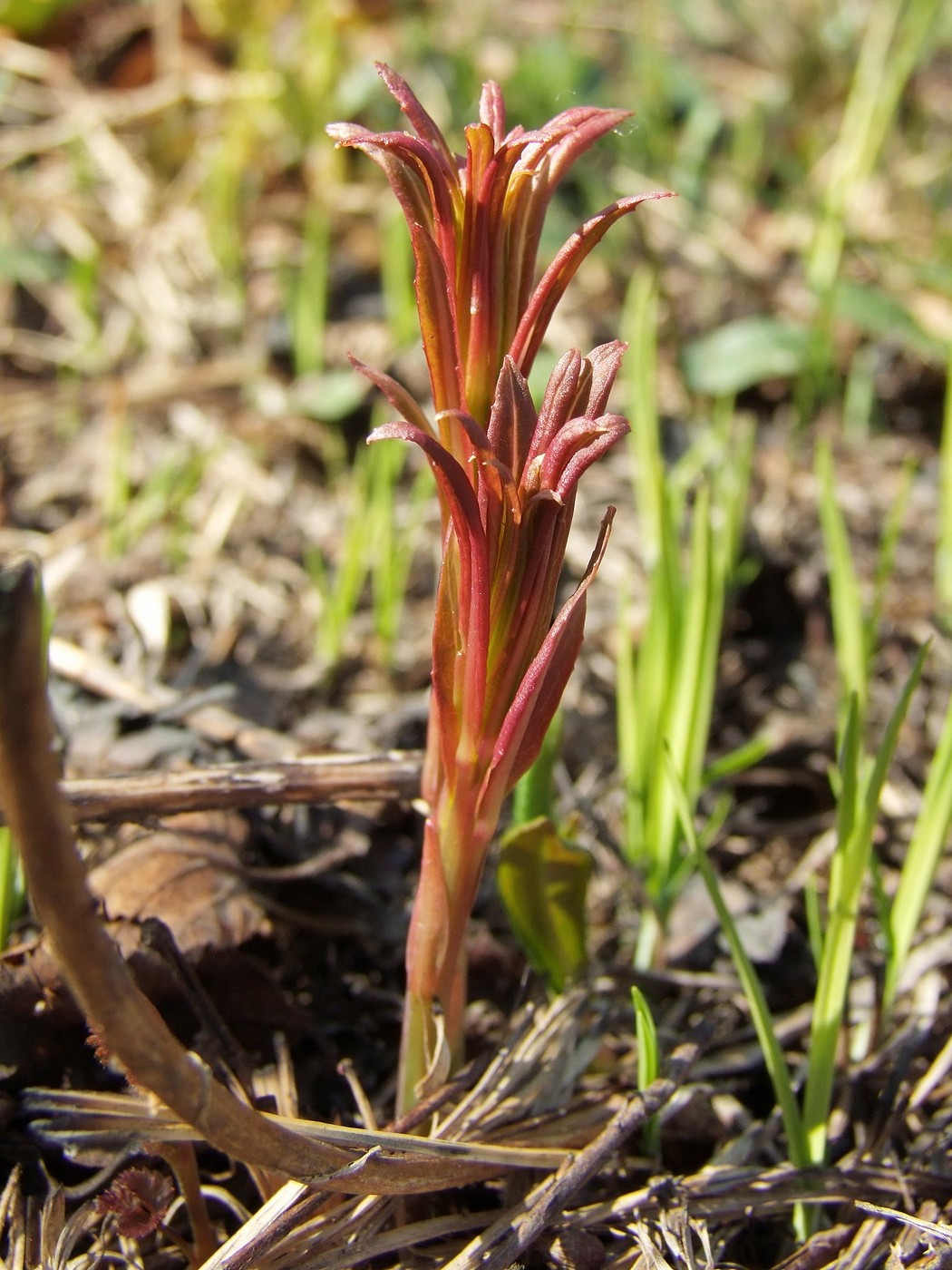 Изображение особи Chamaenerion angustifolium.