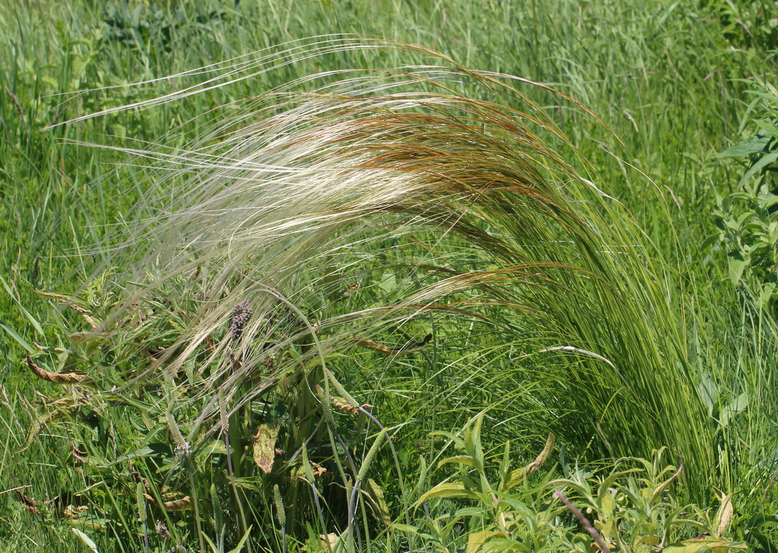 Image of Stipa pulcherrima specimen.