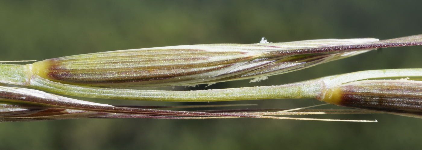 Изображение особи Elytrigia strigosa.