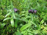 Fritillaria camschatcensis