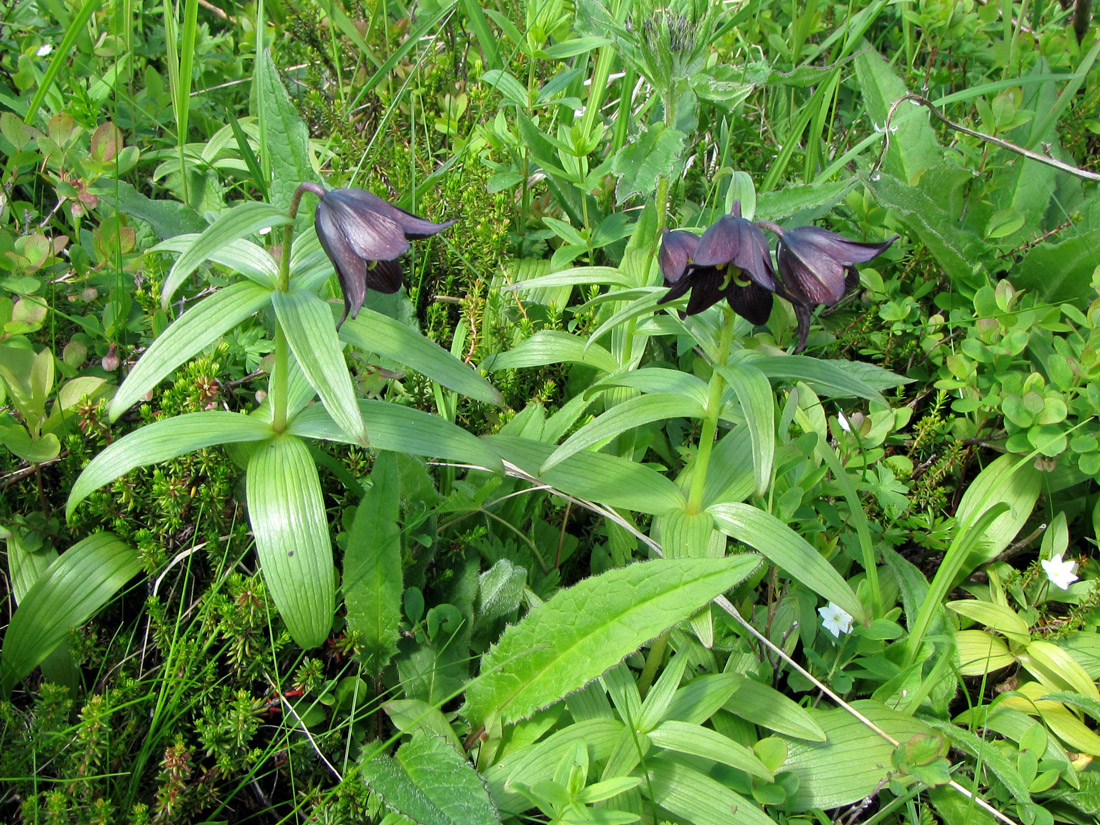 Изображение особи Fritillaria camschatcensis.