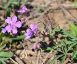 Geranium tuberosum. Верхушка растения с бутонами, цветками и завязями. Крым, Ленинский р-н, Опукский заповедник, в приморской степи. 25.04.2017.