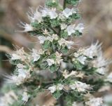 Echium biebersteinii. Часть соцветия. Греция, Фессалия, Каламбака. 08.06.2009.