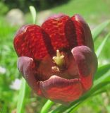 Fritillaria latifolia. Цветок. Краснодарский край, хр. Ачишхо, ок. 1800 м н.у.м., субальпийский луг. 26.06.2017.