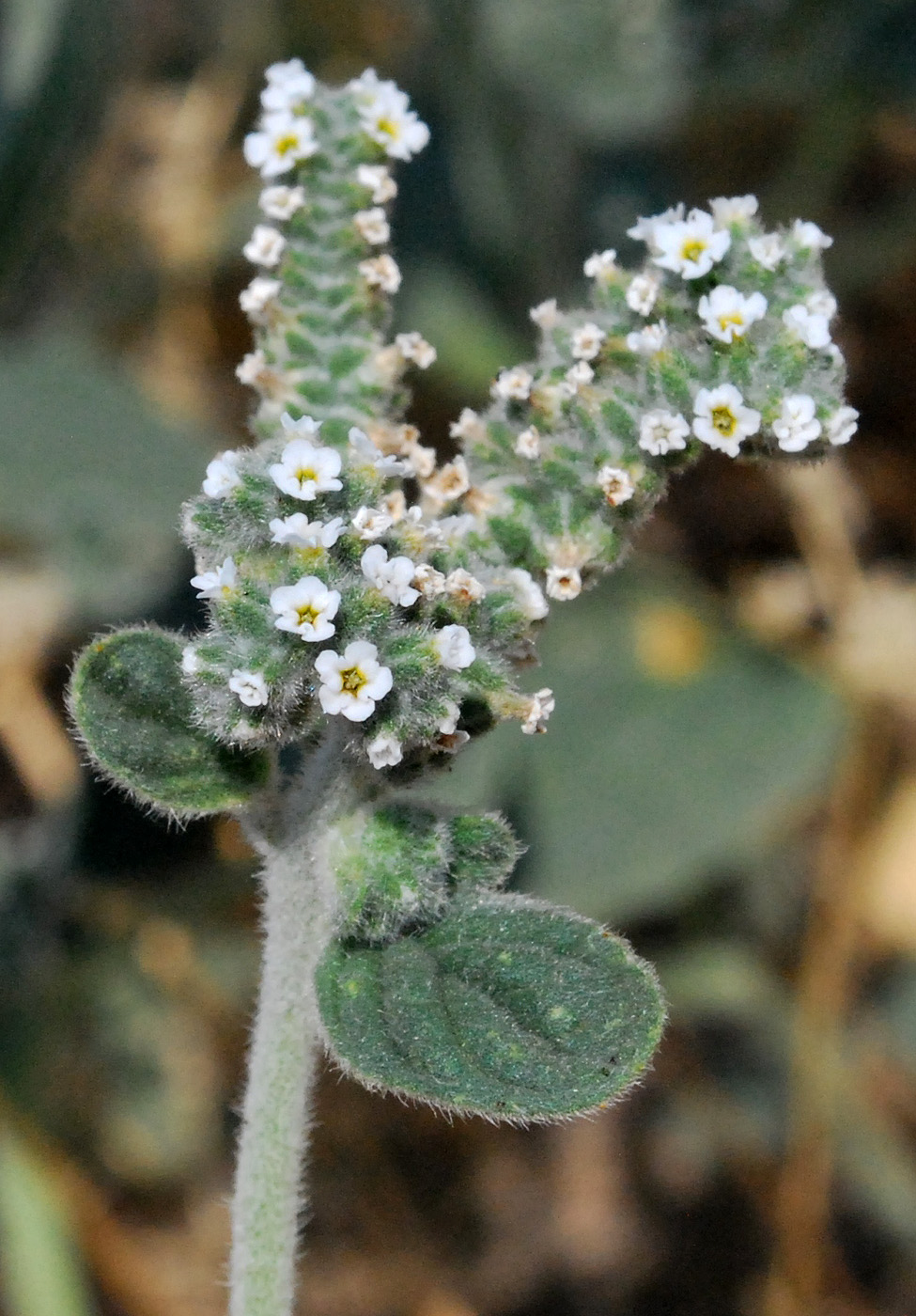 Image of Heliotropium ellipticum specimen.