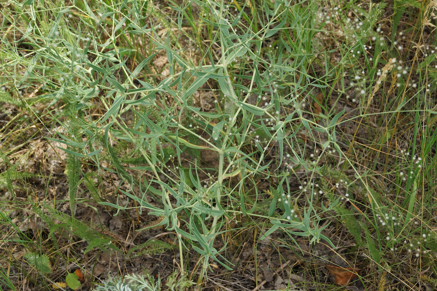 Изображение особи Gypsophila paniculata.
