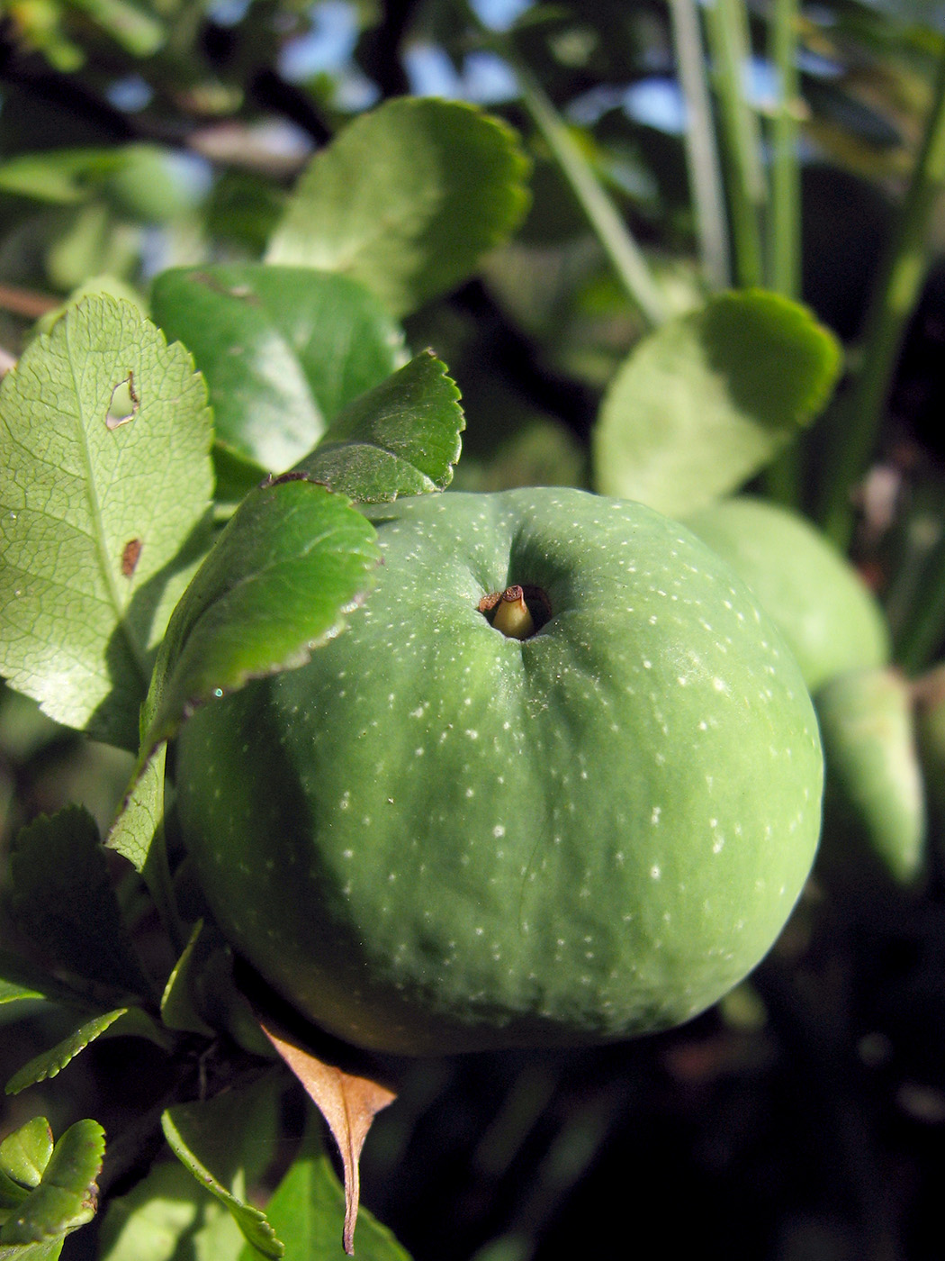 Image of Chaenomeles japonica specimen.