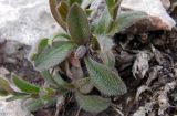 Myosotis alpestris