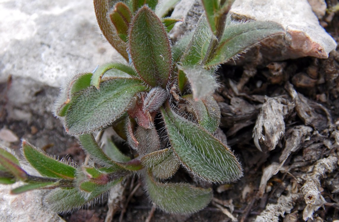 Изображение особи Myosotis alpestris.