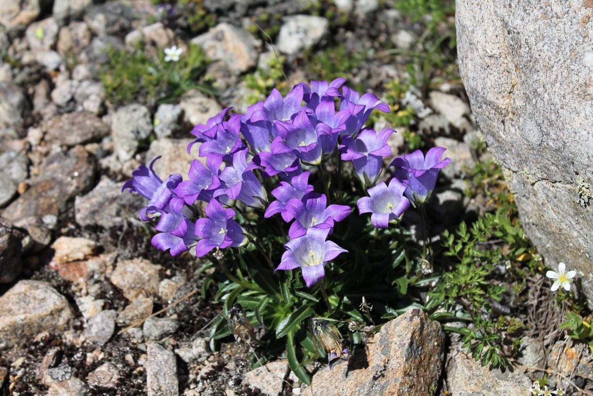 Изображение особи Campanula saxifraga.