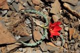 Tulipa korolkowii