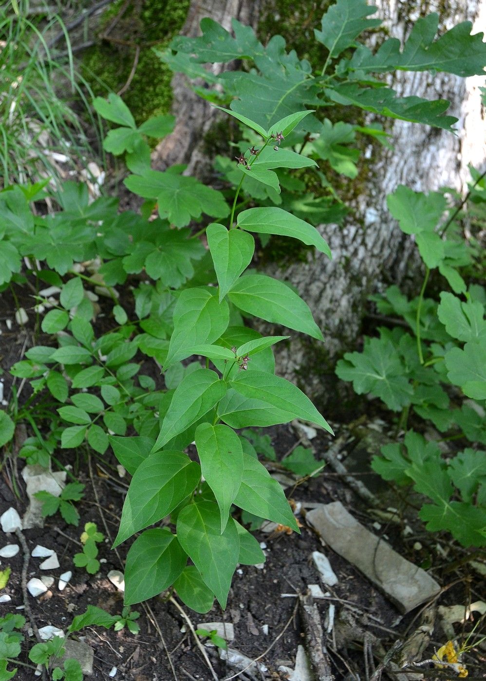 Изображение особи Vincetoxicum scandens.