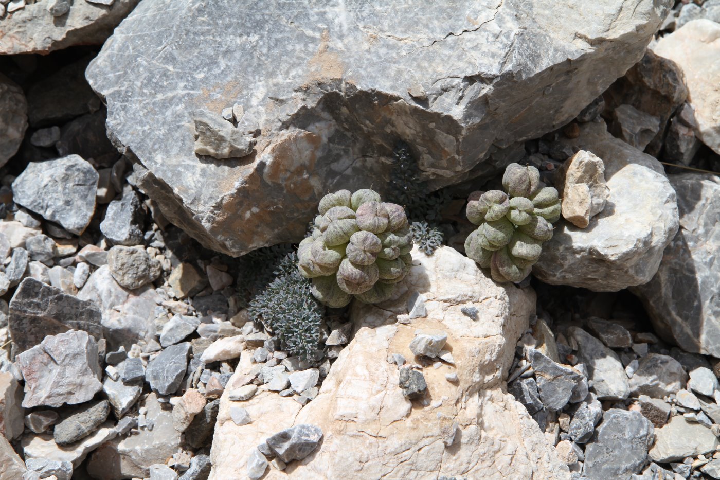 Изображение особи Cysticorydalis fedtschenkoana.