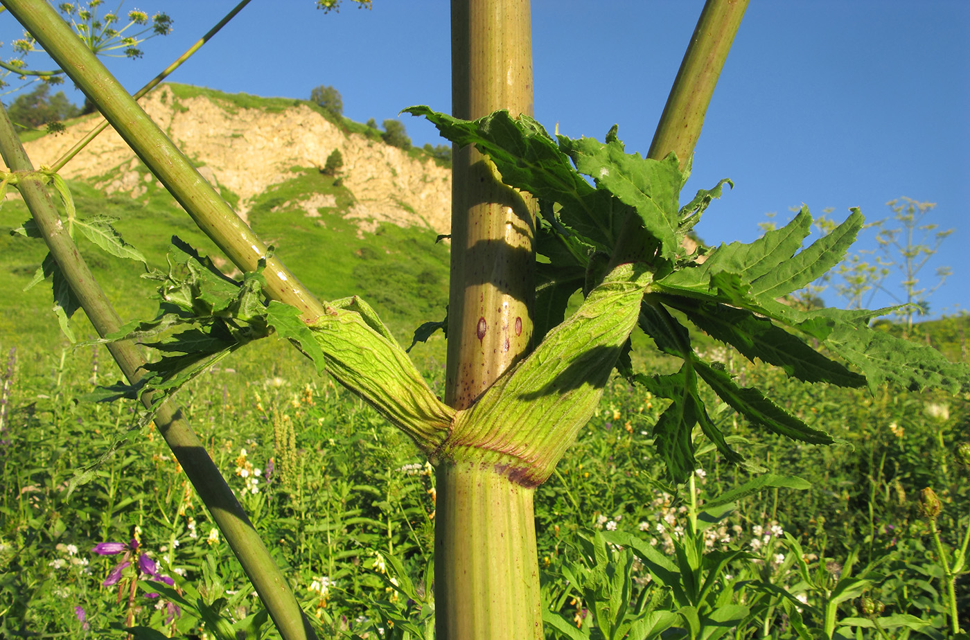 Image of Angelica tatianae specimen.