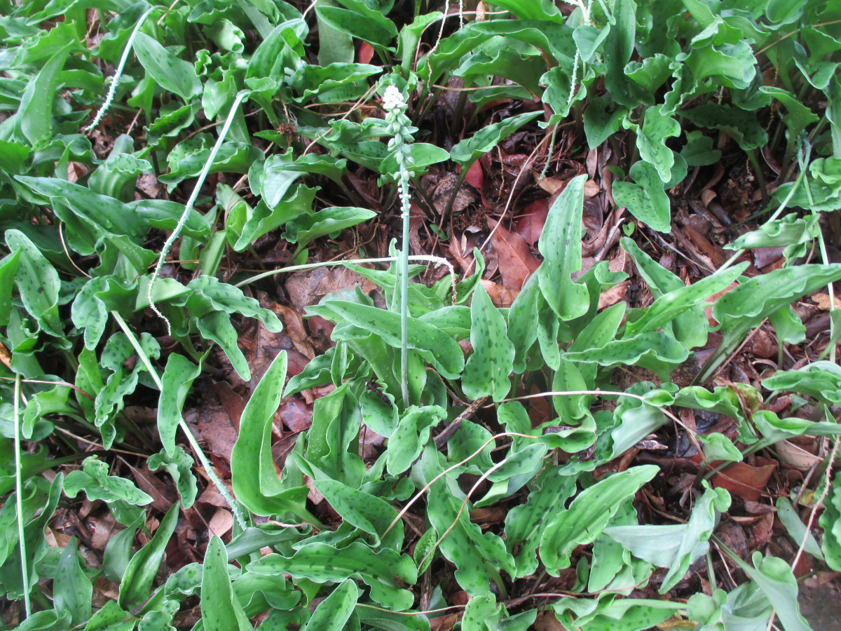 Изображение особи Drimiopsis maculata.