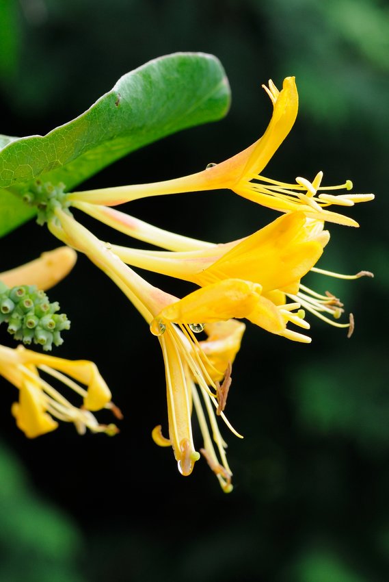 Image of Lonicera &times; tellmanniana specimen.