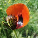 Papaver stevenianum