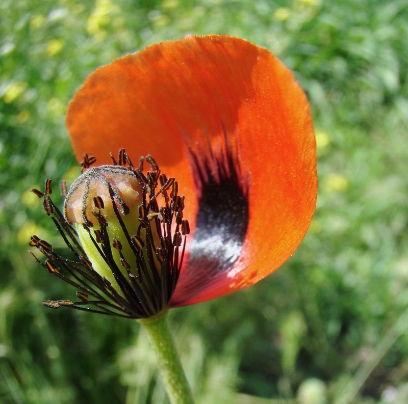 Изображение особи Papaver stevenianum.