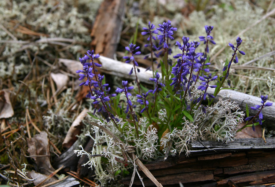 Image of Polygala amarella specimen.