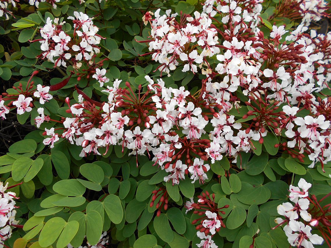 Изображение особи Cheniella corymbosa.