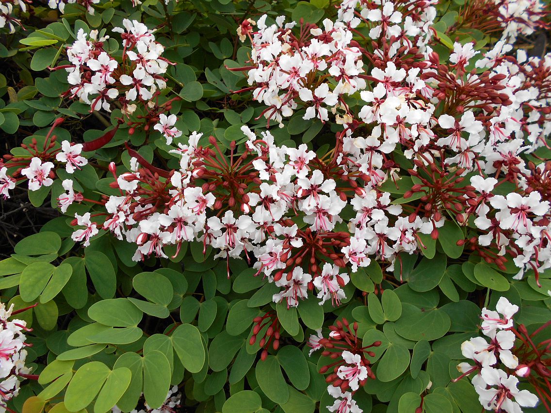 Image of Bauhinia corymbosa specimen.