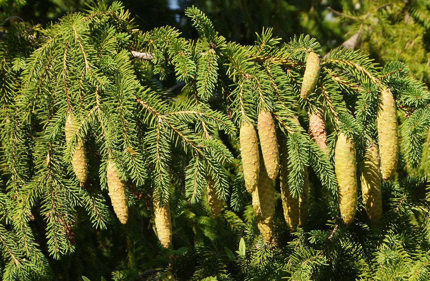 Изображение особи Picea abies.