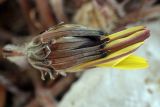 genus Taraxacum
