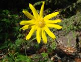 Arnica iljinii. Соцветие. Якутия, Мирнинский р-н, левый берег р. Вилюй, ~ в 2 км ниже Светлинской ГЭС. 05.07.2009.