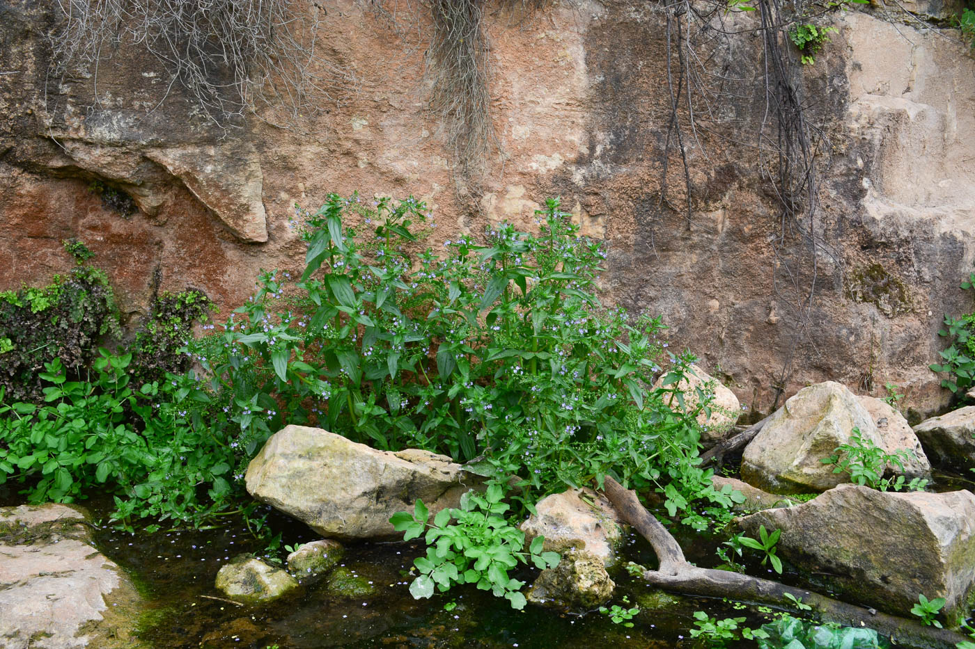 Image of Veronica anagallis-aquatica specimen.