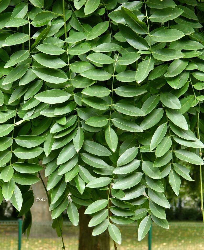 Image of Styphnolobium japonicum specimen.