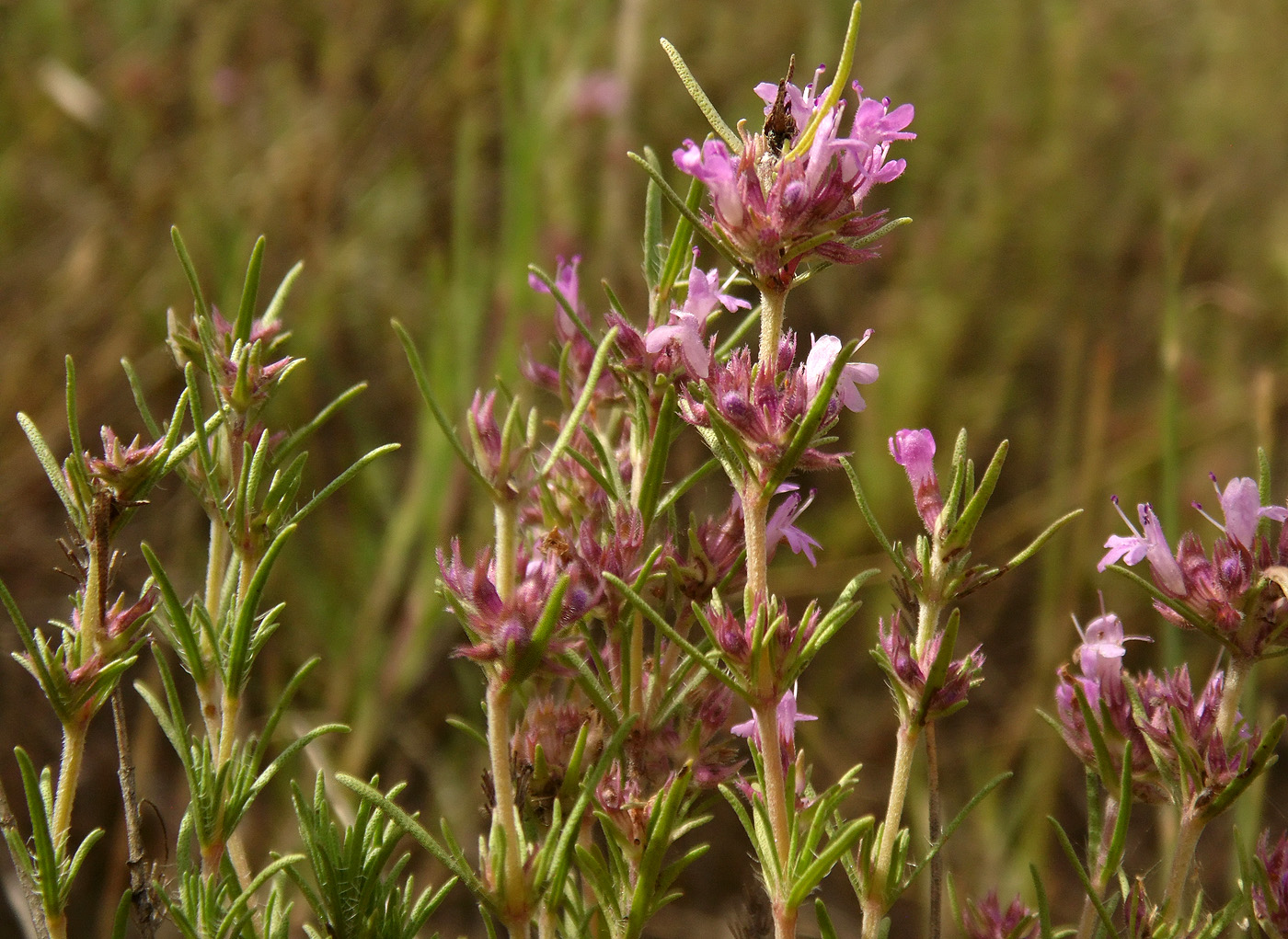 Изображение особи Thymus pallasianus.