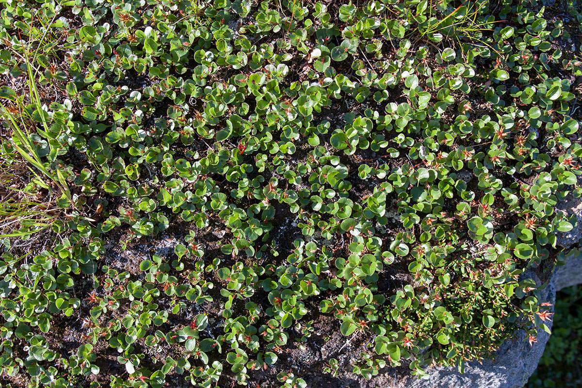 Image of Salix herbacea specimen.